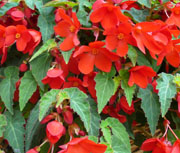 Begonia
