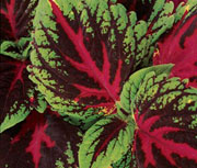 Coleus