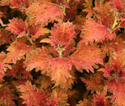 ColeusJ