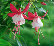 Fuchsia