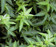 Hedera