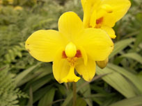 Orchid