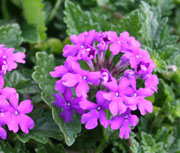 Verbena