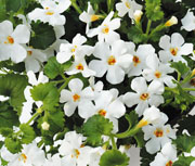 Bacopa