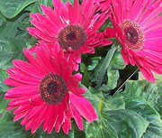 Gerbera