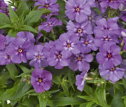 Phlox