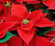 Poinsettia