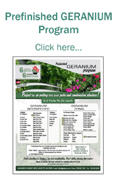 Prefinished Geranium