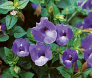 Torenia